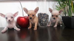 Chihuahua Lindos Cachorritos Super Toy