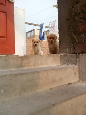 Chow Chow