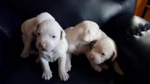 Dogo Argentino