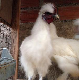 Gallo Japones Blanco de 5 Meses de Edad