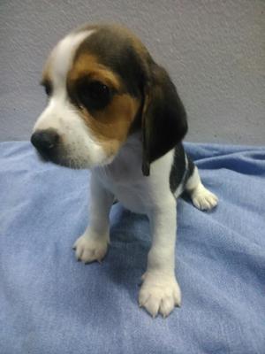 Hermoso Cachorro Beagle