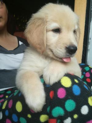 Hermosos Cachorros Golden Retriever