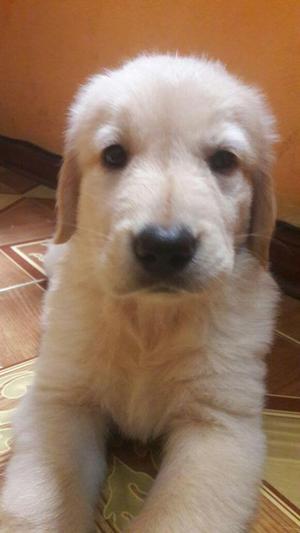 Hermosos cachorros Golden retriever