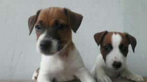 Jack Russel Cachorros