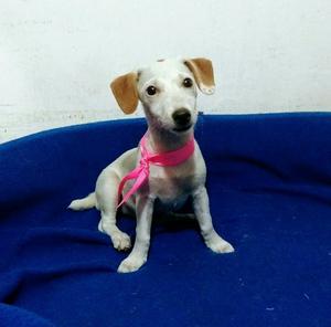 Jack Russell de 4 Meses