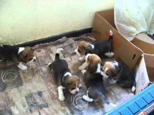 Lindos Cachorro Beagles de 13 Pulgadas