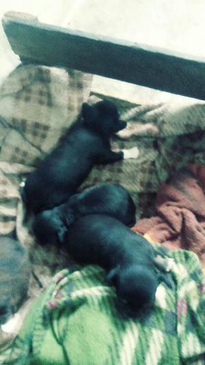 Perros Mini Pinchi