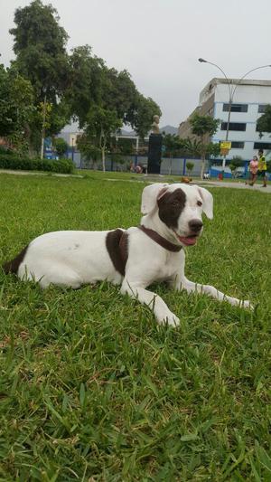 Pitbull Cachorrita