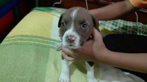 Pitbull en Venta