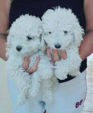Poodles Caniche Toy
