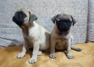 Pug Cachorros Hermosos