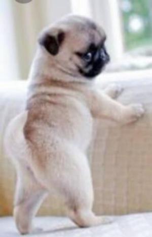 Pug Carlineo