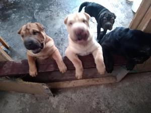 Shar pei ventas Minumero 