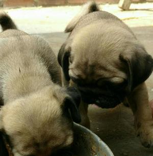 Vendo Bebe Pug de Mes Y Medio