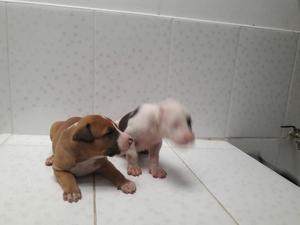 Vendo Cachorros Pitbull de 1 Mes