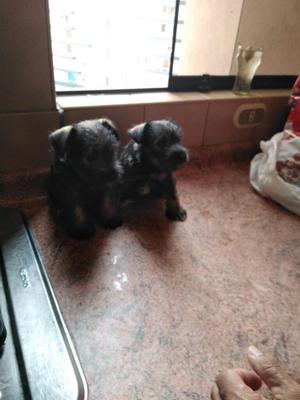 Vendo Cachorros Schnauzer