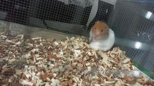 Vendo Hamsters