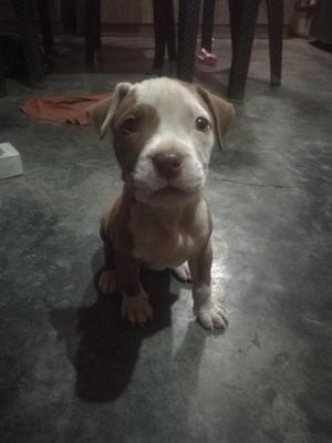 Vendo perrita pitbull