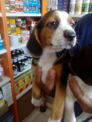 Venta de Cachorros Beagle