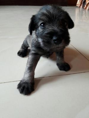 Venta de Cachorros Schnauser