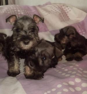 Venta de Mini Schnauzer