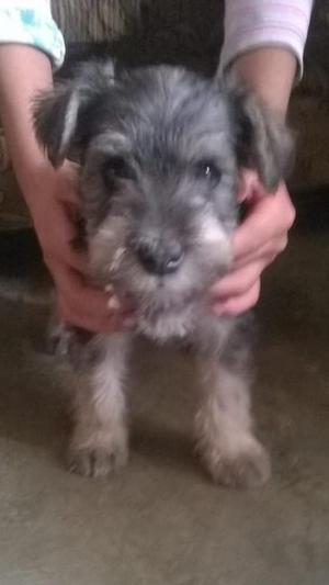 cachorritos schnauzer