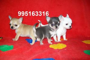 chihuahua cachorros