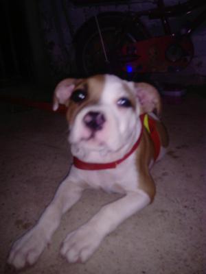 en Venta Bully