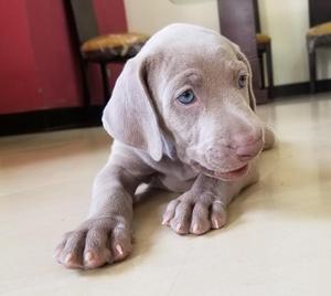 hermosos cachorros waimaraner