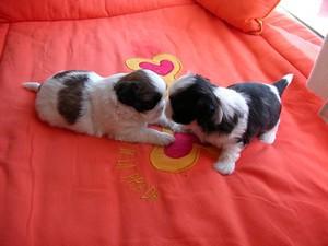 shitzu toy bicolor y tricolor miniaturas lindos cachorritos