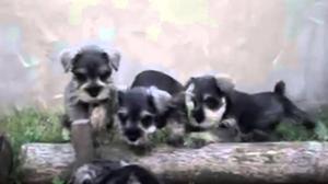 vendo cachorros schnauzer