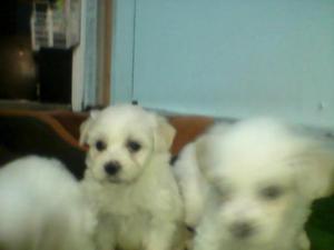 vendo perritos bichón maltés con frise pequeños y