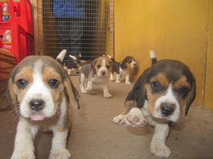 BEAGLE CACHORROS CACHORROS A PRECIOS NEGOCIABLES