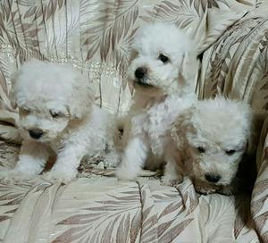 BICHON FRISE DE RAZA TOY HENBRITAS Y MACHITOS NEGOCIABLES