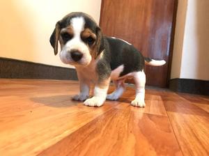 Beagle Hermoso