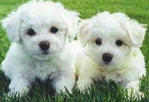 Bichon Frise