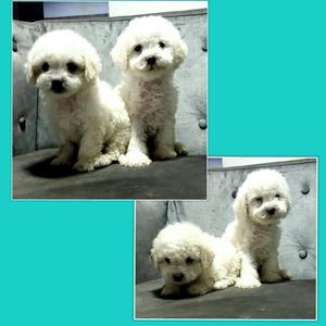 Bichon Frise Peluches