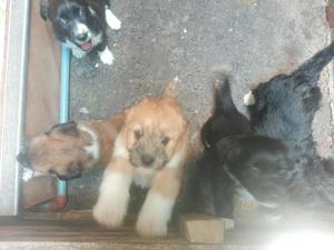 Cachorritos En.adopcion 