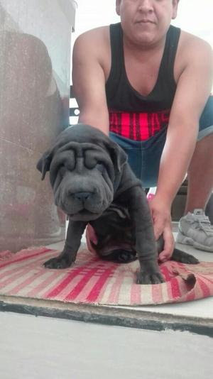 Cachorro Sharpei