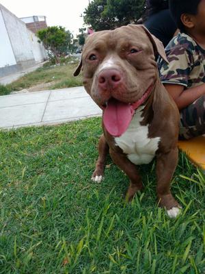 Cachorros American Bully X Pitbull