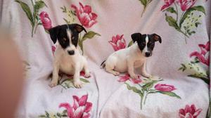 Cachorros Jack Russell TRICOLOR