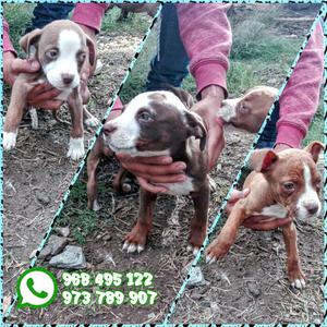 Cachorros Pitbull En Venta