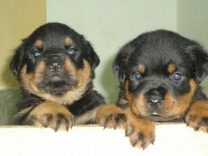 Cachorros Rotweiler