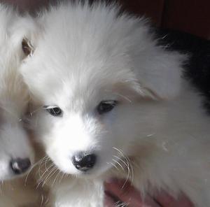 Cachorros Samoyedo