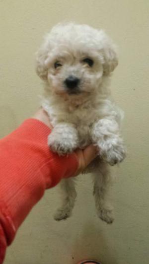 Cachorros poodle micro toy