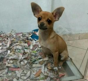 Chihuahua de 4 Meses