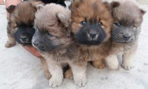 Chow Chow a La Venta