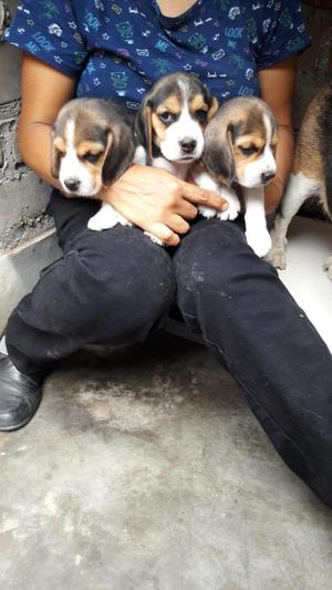 Con Imágenes recientes Preciosos cachorros Beagles orejones
