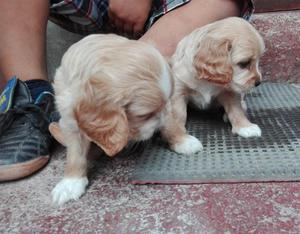 Coocker Spaniel1 mes y medio