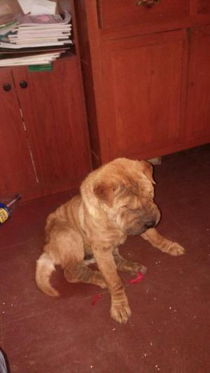 Doy en Adopcion Shar Pei